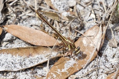 Phanogomphus minutus