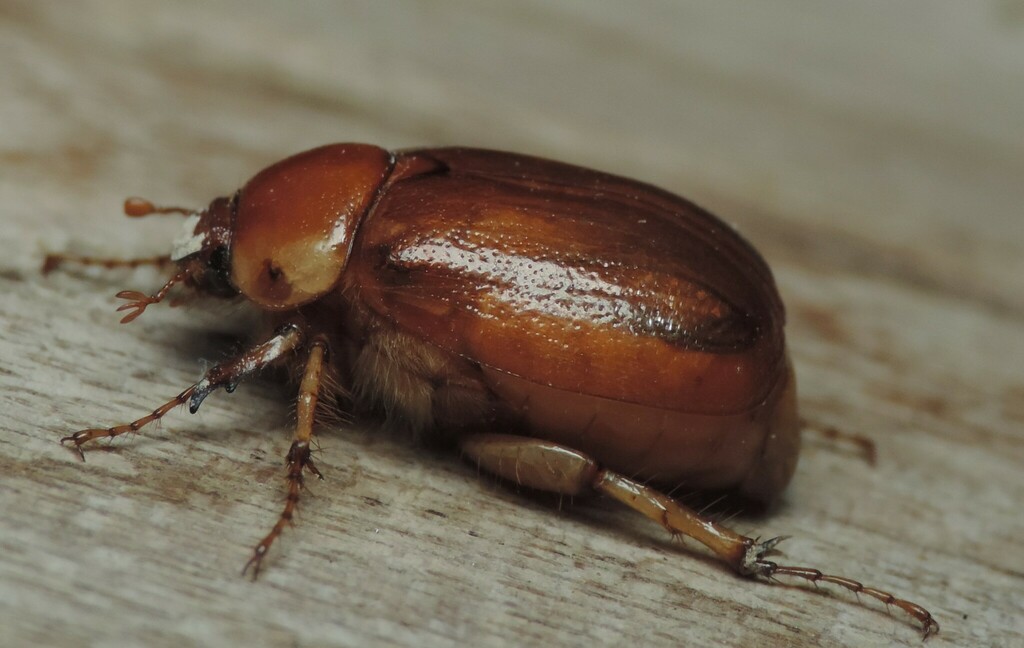 Geotrogus genei