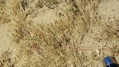 Masticophis flagellum piceus