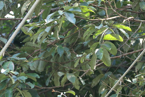 Cryptocarya wightiana observed 2024-01-17