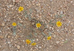 Eriophyllum ambiguum