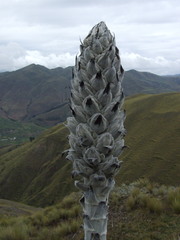 Puya weberbaueri