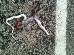 Coluber constrictor anthicus