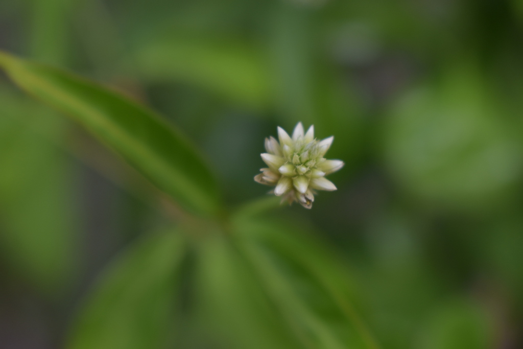 Yellow joyweed (Alternanthera flavescens)