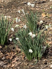 Narcissus poeticus