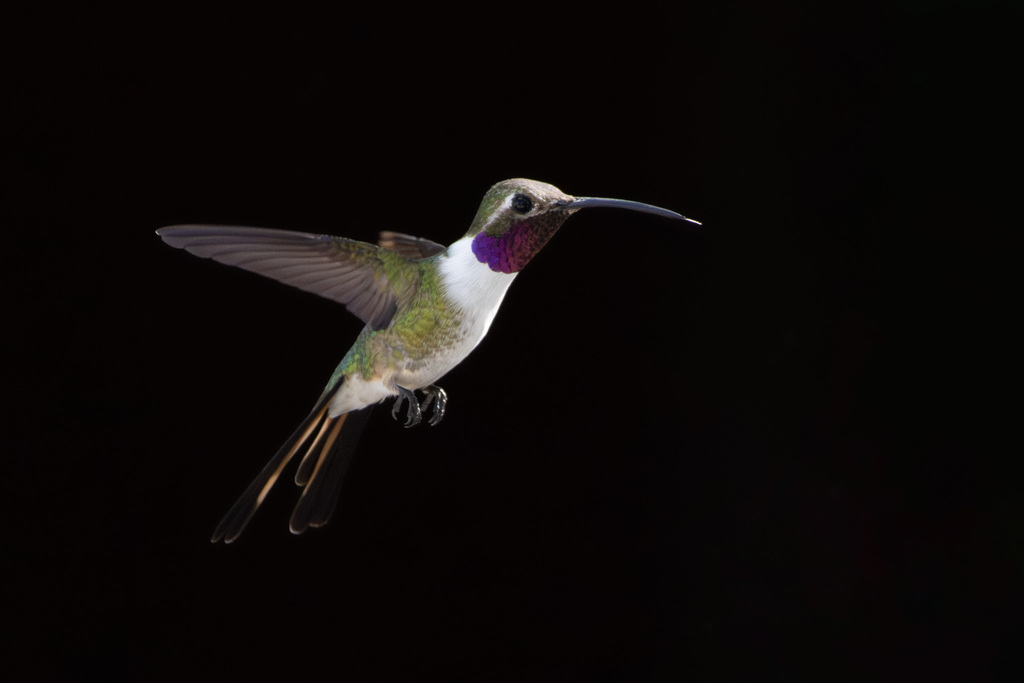 Mexican Sheartail photo