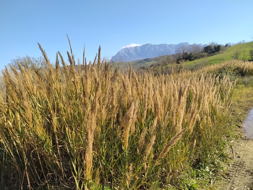 Arundo plinii (Arundo plinii)