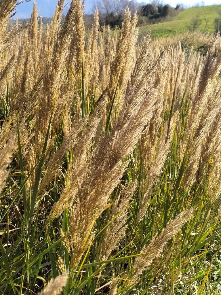 false reed