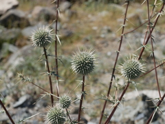Echinops erinaceus