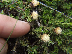 Baccharis caespitosa
