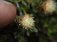 Baccharis caespitosa