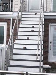 Mourning Dove
