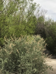 Atriplex lentiformis breweri