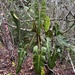 Philodendron tenuispadix - Photo (c) Alexandre Magno, algunos derechos reservados (CC BY), subido por Alexandre Magno