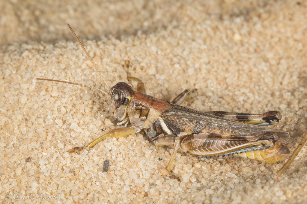 Two-spined Spur-throat Grasshopper (Melanoplus bispinosus