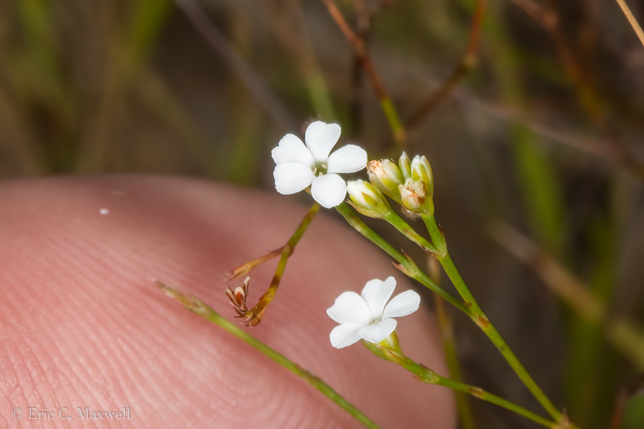 Stipulicida setacea