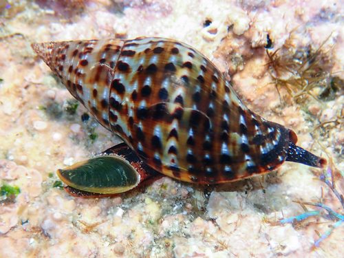 Pisania pusio