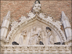 Columba livia domestica