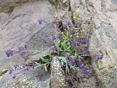 Anchusa hybrida