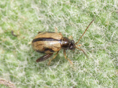 Longitarsus nigrofasciatus