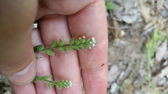 Myosotis verna