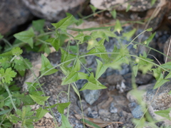 Nanorrhinum hastatum