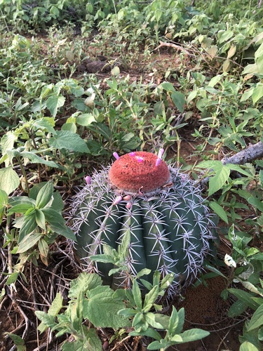 Melocactus zehntneri