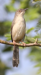 Prinia sylvatica