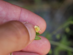 Nanorrhinum hastatum