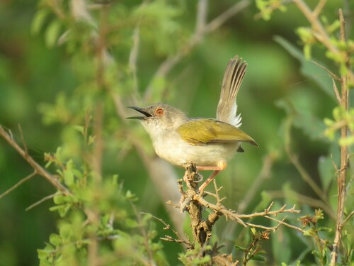 Grünmantel-Bogenflügel (Camaroptera brachyura)