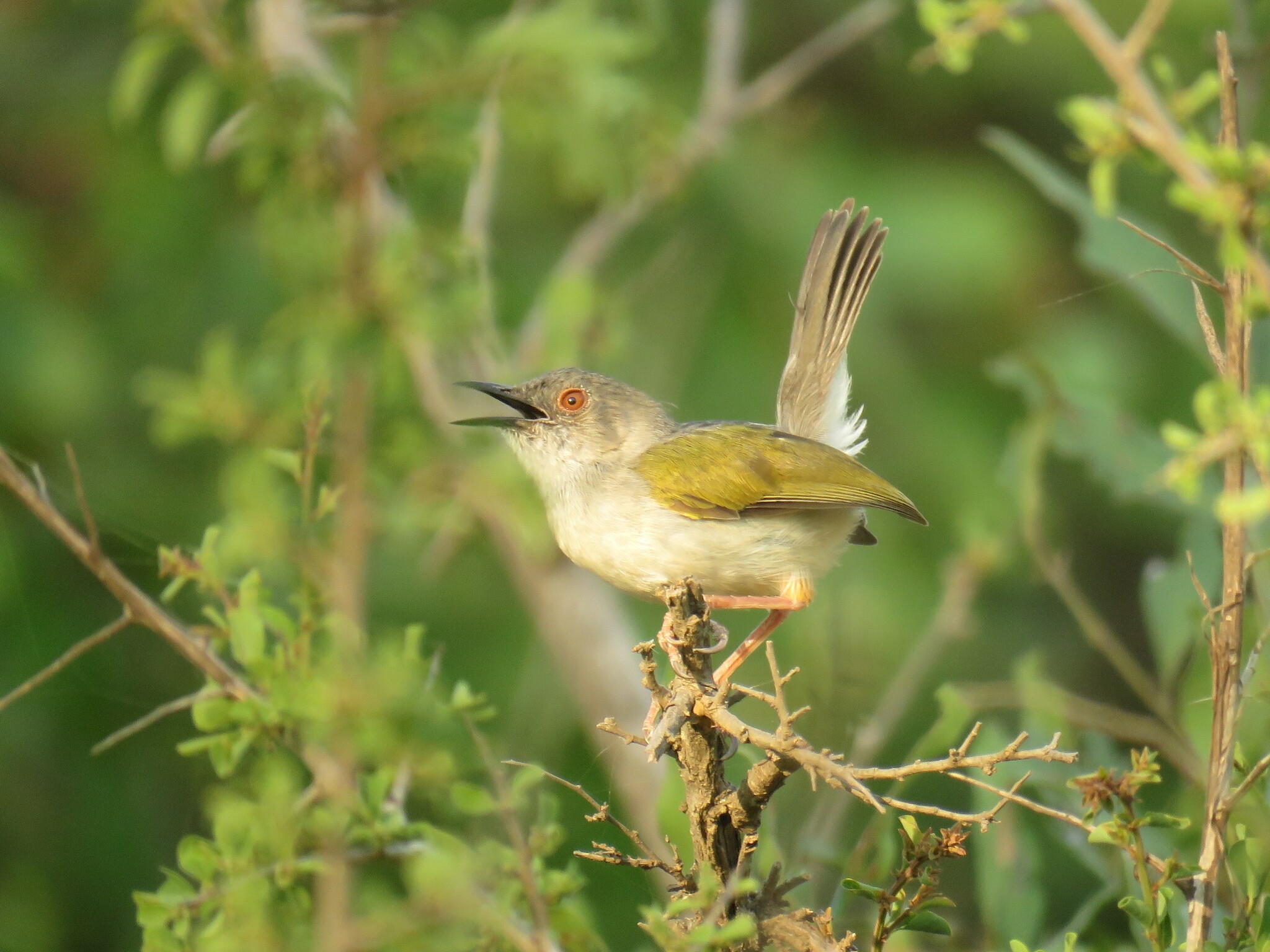 Green-backed Camaroptera (Camaroptera brachyura)