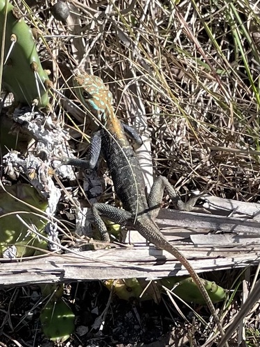 Peters's Rock Agama, Larry And Penny Thompson Memorial Park And Campground, Miami, FL, US, photo 10 of 10