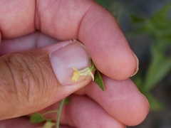 Nanorrhinum hastatum