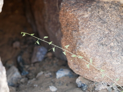 Nanorrhinum hastatum