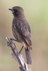 Prinia sylvatica
