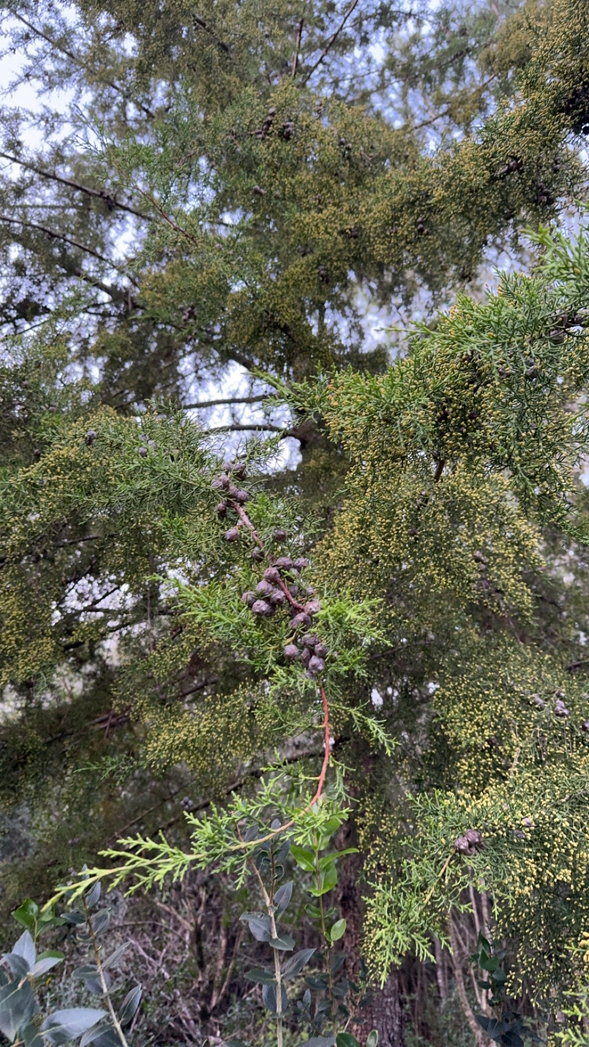 Imagem de Cedro-do-Buçaco