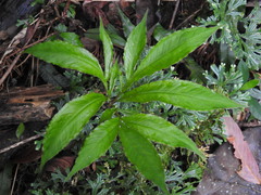 Amorphophallus kiusianus