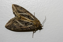 Eudocima apta