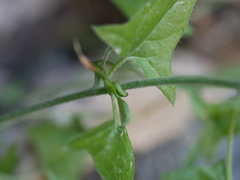 Nanorrhinum hastatum