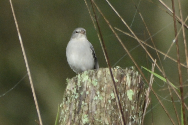 Geospizopsis plebejus image