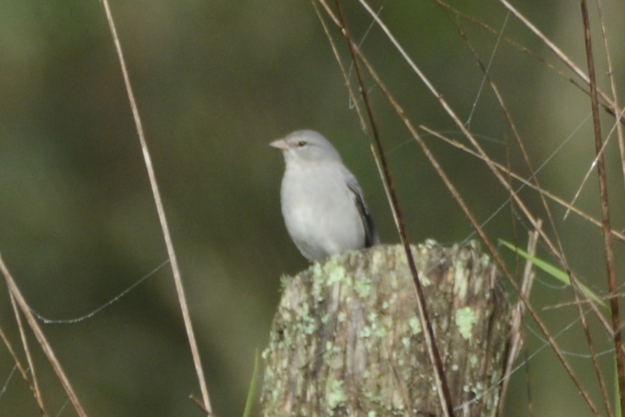 Geospizopsis plebejus image