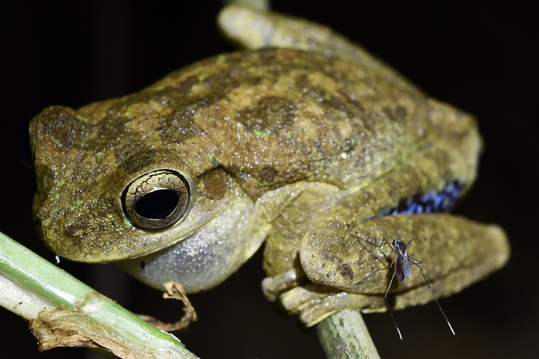 Pugnosed Tree Frog (Smilisca sila) · iNaturalist