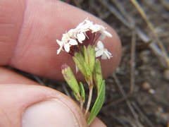 Stevia mandonii