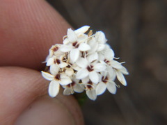 Stevia mandonii
