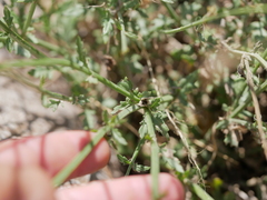 Lavandula subnuda