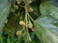 Hampea sphaerocarpa