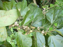 Hampea sphaerocarpa