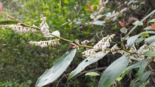 Lyonia ovalifolia, photograph 5