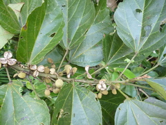 Hampea sphaerocarpa