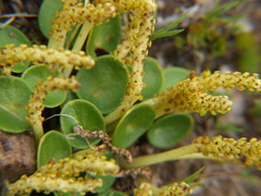 Peperomia verruculosa